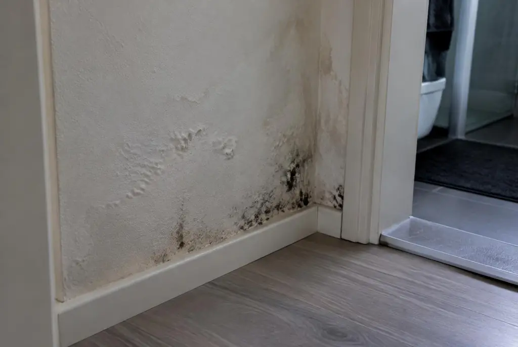 Lekdetectie Harderwijk – vochtplek met schimmel op een muur